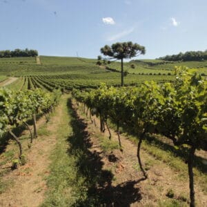 TOUR VALE DOS VINHEDOS 3 VINÍCOLAS COM TIM TIM E ALMOÇO PREMIUM ITALIANO